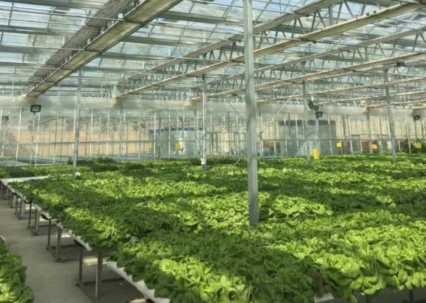 Sightseeing Venlo Glass Greenhouse Custom Shaped Glass Covering Greenhouse