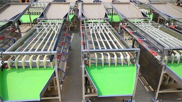 olive sorting machine, cherry tomato grading machine, dates sorting machine