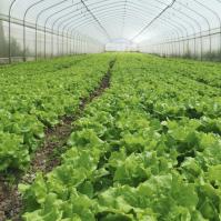 Hydroponic System Single-span Plastic Film Agriculture Greenhouses Construction For Sale