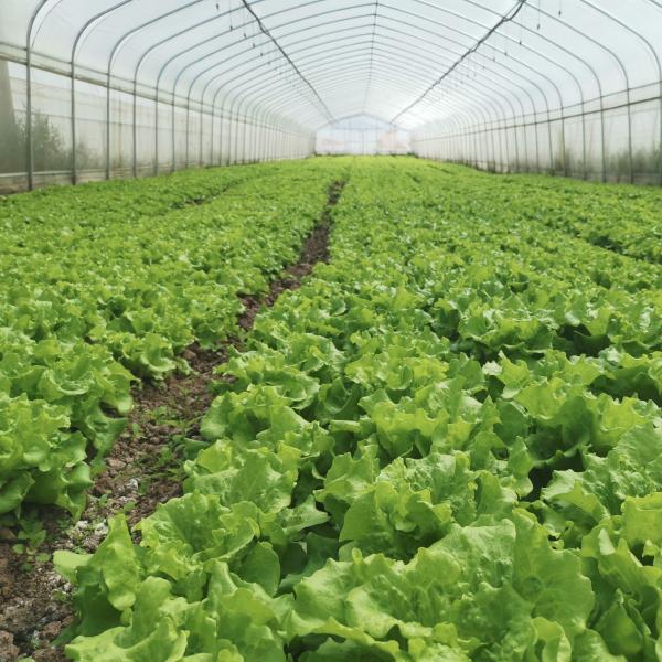 O fruto tropical galvanizado quente da armação de aço cresce estufas comerciais da estufa para a venda