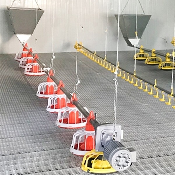 12 système de alimentation de ferme avicole des oiseaux 60HZ