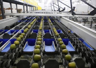 Canned Kiwi Professional Canning Equipment , Commercial Canning Equipment 
