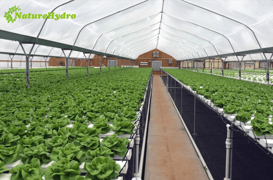 Hydroponic Nft Grow System