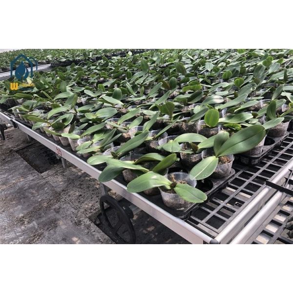Rectangular Nursery Plastic Trays UV Resistant Plastic Planting Tray Black
