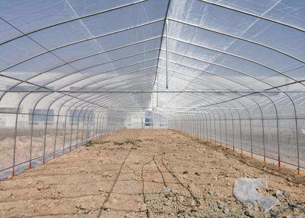 Small Scale Farming Single Span Greenhouse Customize Plastic Film Greenhouse