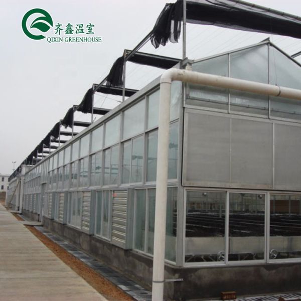 Single Span Greenhouse Mushroom Growing Equipment Covered with Transparent Plastic Film