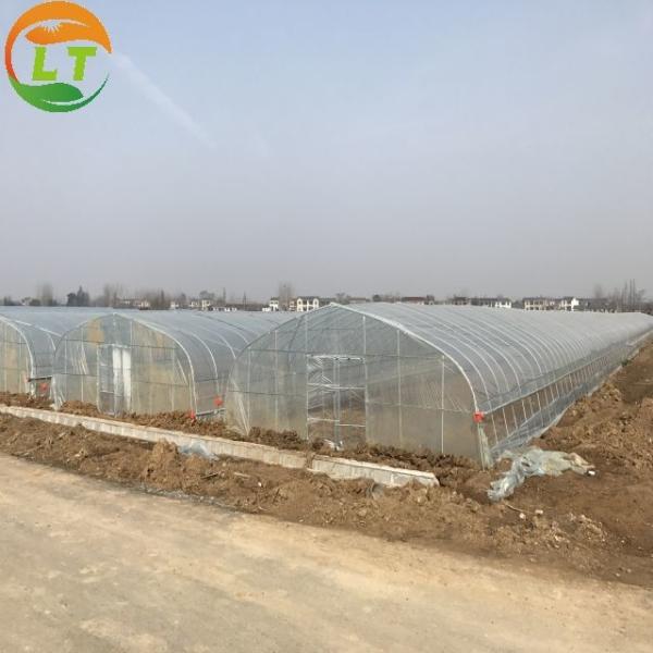 Backyard Tomato Plant Growth High Tunnel Greenhouse Frame with Film Cover Material