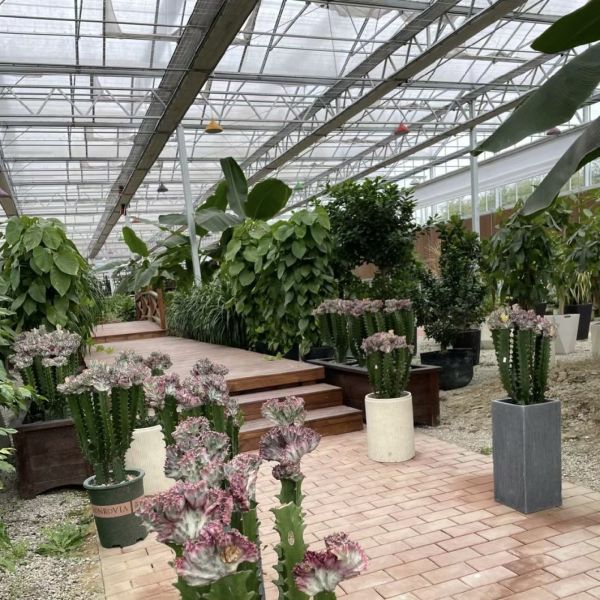 Innovative Design and Innovative Hydroponic Glass Greenhouse for Growing Vegetables