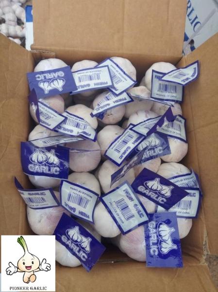 Garlic to Senegal with 10kg carton box.Normal white garlic export.
