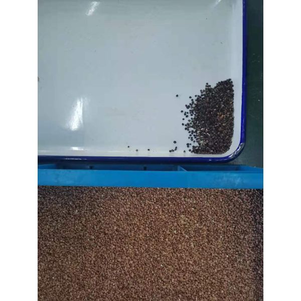 Grain Quinoa Coffee Color Sorter Machine With Upgrading Ejector 6.0T/H