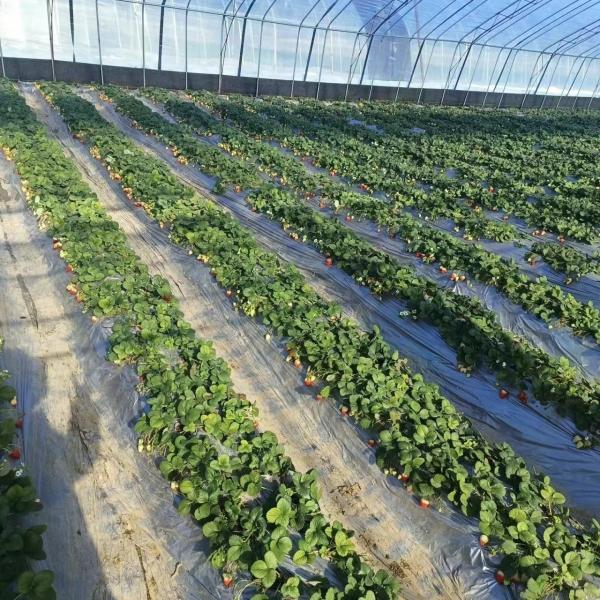 Commercial Multi-Span Greenhouse Tunnel with Plastic Film and Hydroponic Vegetables
