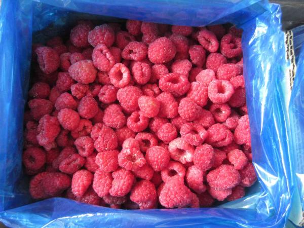 Framboises congelées en vrac de haute qualité Framboises congelées en vrac Emballage de fruits