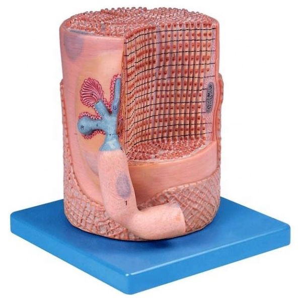 Advanced PVC Medical Science Anatomical Model Skeletal Muscle Fibers Nucleus of Muscle Cell 3D Model