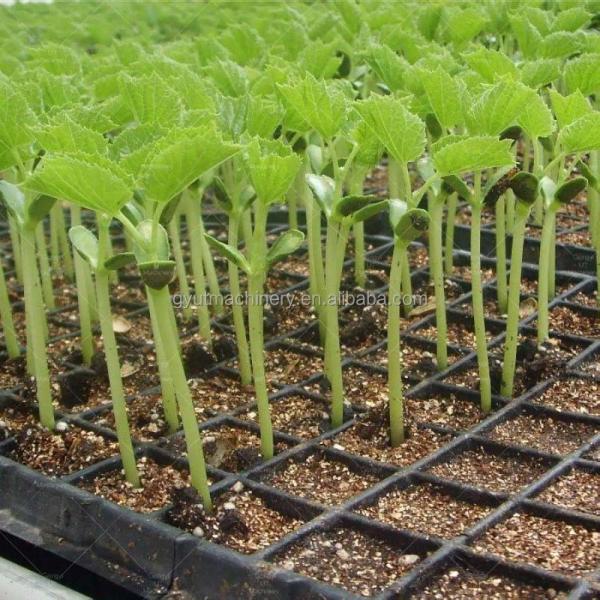 Upgrade Your Harvesting Process with 1200mm Aquaponics Microgreens Harvester 170 KG