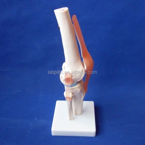 Human Anatomical Knee Joint Model for Medical Education Realistic and Detailed Design