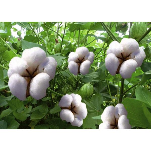 Os adubos Chelated orgânicos dos micronutrientes para plantas notificaram categorias