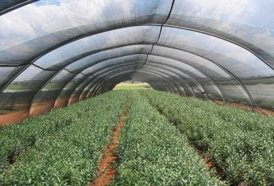 Rede da máscara da estufa do Hdpe