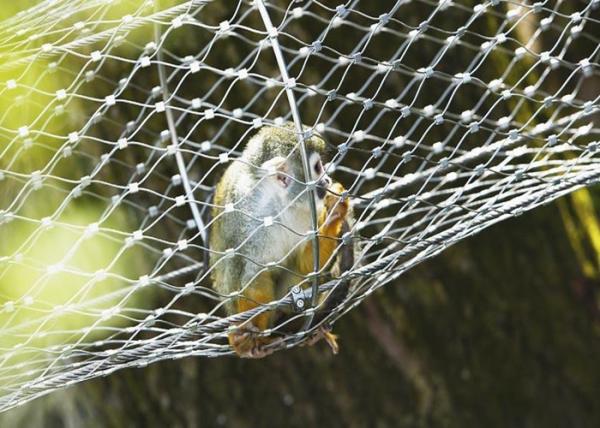 オウムのためのSS316動物園50mmの穴の鳥の飼鳥園の網
