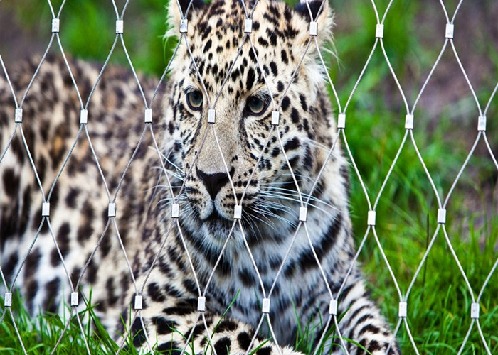 Customized Tiger Wire Mesh AISI Black Oxide 1.5mm Outdoor Cat Enclosure Netting