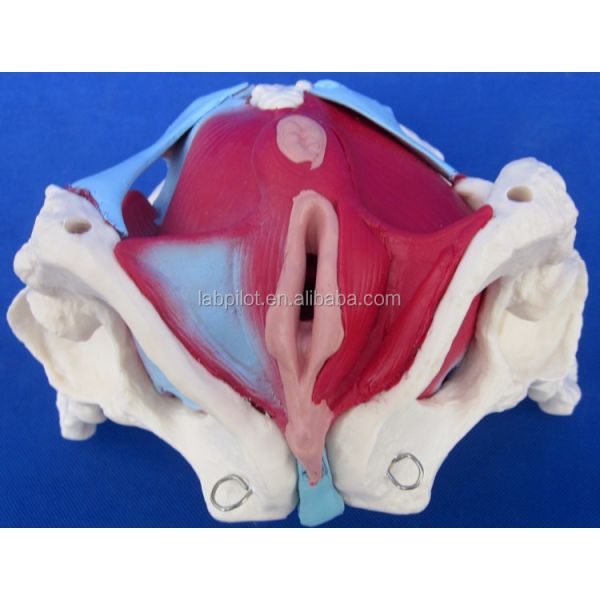 Functional and Detailed Human Female Pelvic Model for Educational Demonstrations