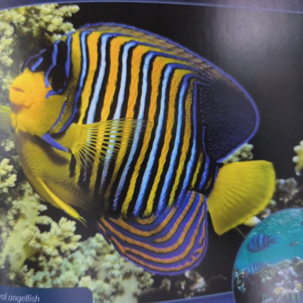 Городские рыбные страны рыбные детские книжные типографии Смит сшиты экологически чистой чернилами и бумагой FSC