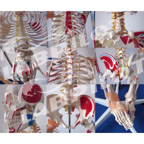 Medical Science Educational Model 180cm Tall Colored Skeleton with Muscles and Ligaments