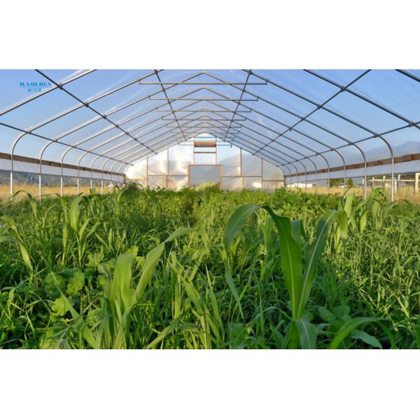 Serre chaude de feuille de plastique de tunnel/contrôle végétal de climat de serre chaude économique