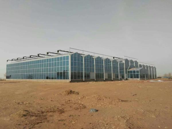 Estufa agrícola/industrial do jardim para vegetais/cogumelos/flores