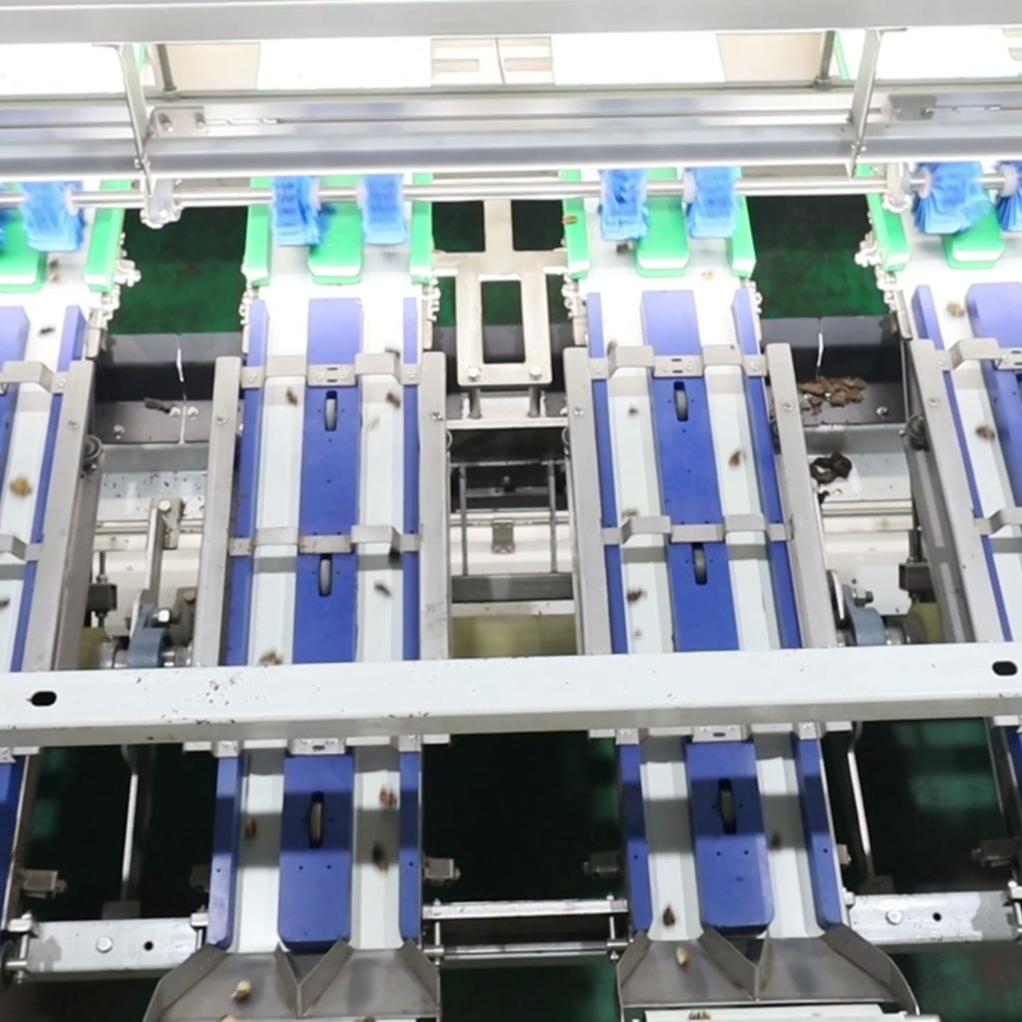Intelligent walnut kernel sorting machine with automatic real-time cleaning and industrial-grade bearings, eliminating sorting-related production line downtime at 560–720 kg/h