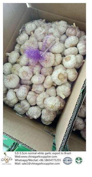 China fresh garlic export to Brazil by Pioneer Garlic Group