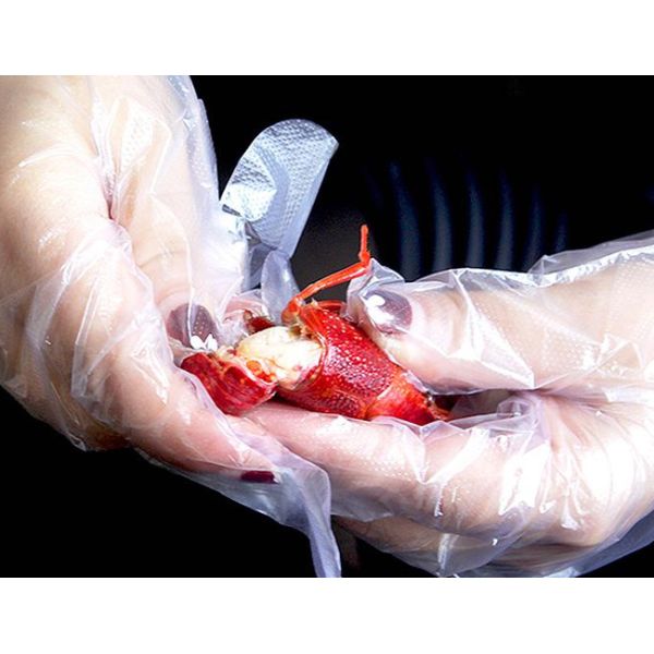 Plastic HDPE/LDPE PE Disposable Poly Food Service Hand Gloves