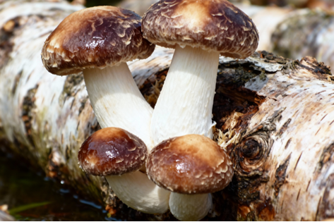 Organic Shiitake Mushroom (120g)