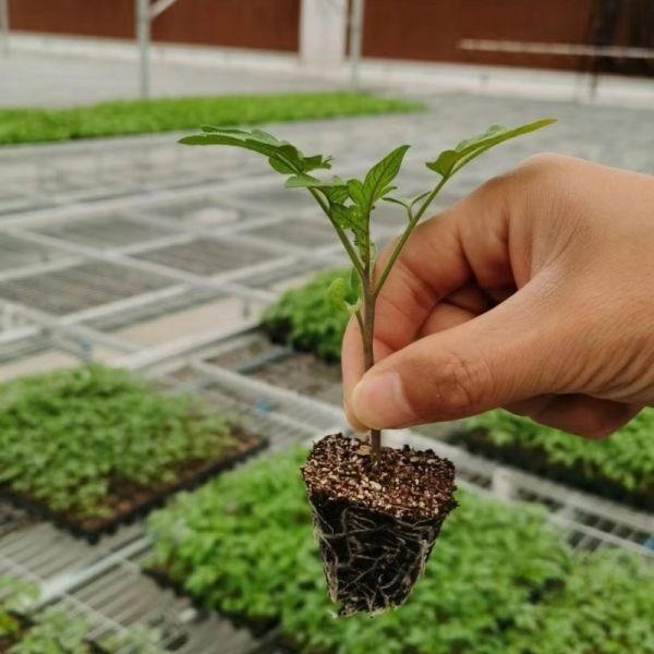 JX-A006 Большие теплицы из поликарбоната Venlo PC для коммерческих и сельскохозяйственных целей