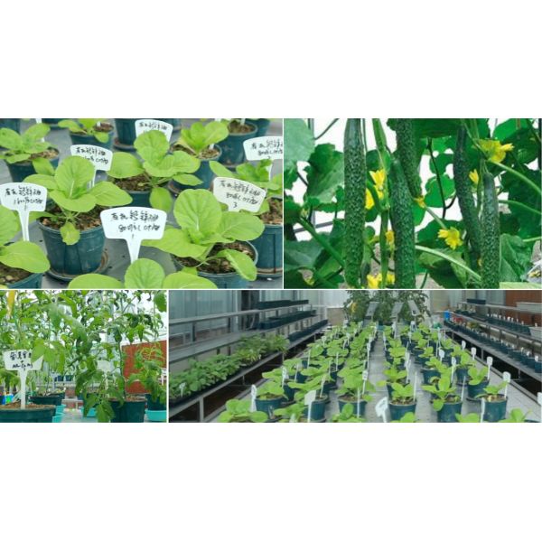 Los pescados de la producción del fertilizante orgánico pulverizan el fertilizante orgánico de la planta rica en proteina