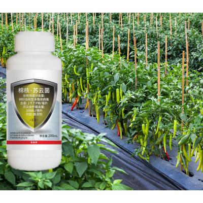 Pesticida de algodão orgânico natural e ecológico
