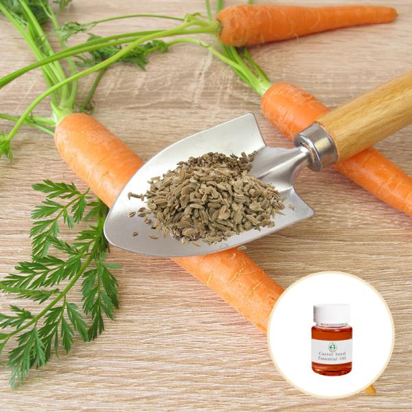 100% Pure Organic Essential Oils Carrot Seed Essential Oil Skin Lightening