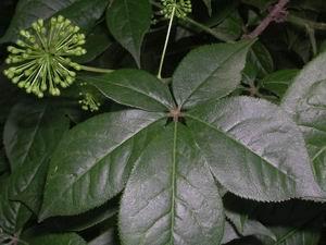 Siberian Ginseng Extract, Eleutherosides(B＋E) 0.8% 1.2%, Antifatigue, Enhancing Immunity, Shannxi Yongyuan Bio-Tech