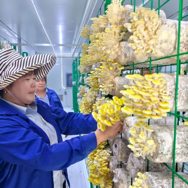Cultivo de hongos versátil para el manejo eficiente de grandes cantidades