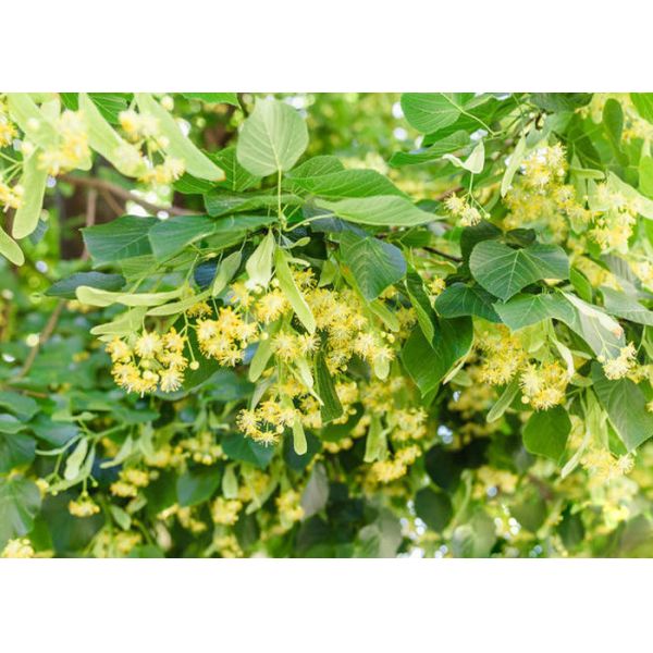 Detoxification White Pure Natural Linden Honey