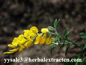 DMF Cytisine 98% HPLC, Baptitoxine, Sophorine, CAS: 485-35-8, White or PALE yellow powder,manufacturer,Shaanxi Yongyuan