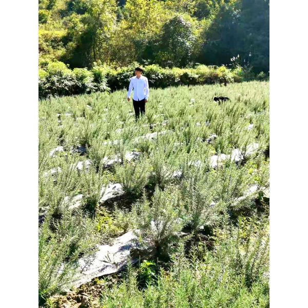 Guangzhou Jianfeng Fragrance Co., Ltd.