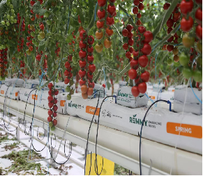 Galvanized Frame Single Span Tunnel Greenhouse Plastic Shed For Vegetables