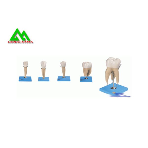 PVC Plastic Soft Gum Teeth Model , Dental Models For Teaching CE ISO