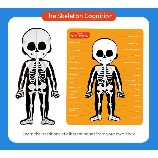 Модель человеческого тела реалистический человеческий дисплей анатомии забавляется 48 частей ранг 3+ возрасты 8+