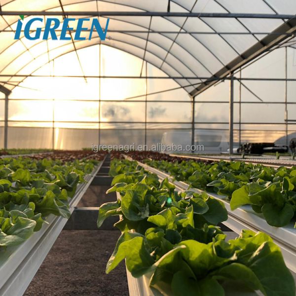 IGreen Multi-Span Agricultural Greenhouse with PE Film Cover Single Layer Customizable Size
