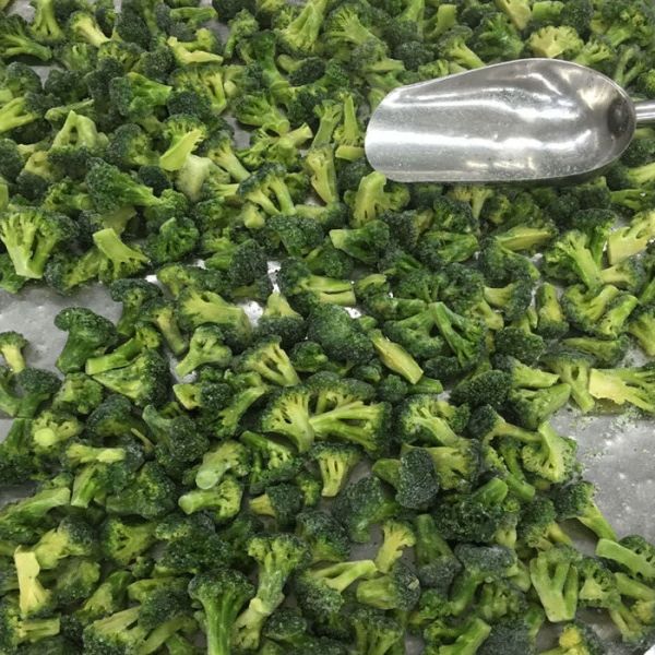New Winter Crop No Worm IQF Frozen Broccoli Florets