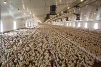 Heavy Duty Steel Structure Poultry House HDG Steel Frame Farm Buildings