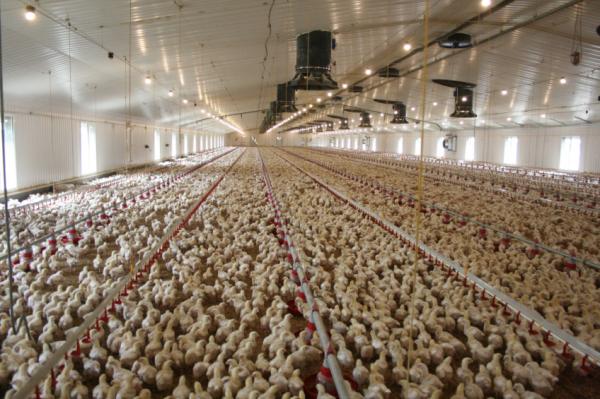 Heavy Duty Steel Structure Poultry House HDG Steel Frame Farm Buildings