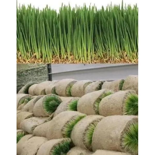 Forraje en contenedores multifuncionales para la cría de flores/hortalizas/semillas de doble capa