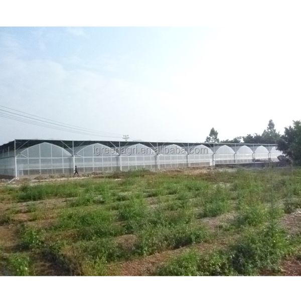Small Column Reinforced Rod Wind Resistant Vent Window Rain Gutter Single PE Multi Span Film Greenhouse for Vegetable Flower